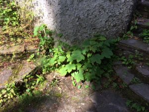 weeds